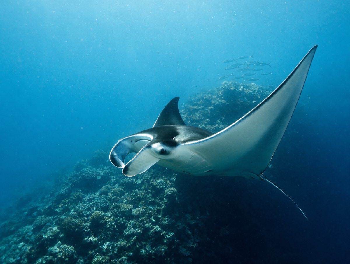 Labuan Bajo Sailing Komodo — foto 4